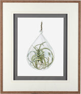 Air Plant 3 by Harvey, Brenna a Framed Art Print Matted under Glass from Mercana - Luna Furniture
