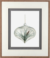Air Plant 4 by Harvey, Brenna a Framed Art Print Matted under Glass from Mercana - Luna Furniture