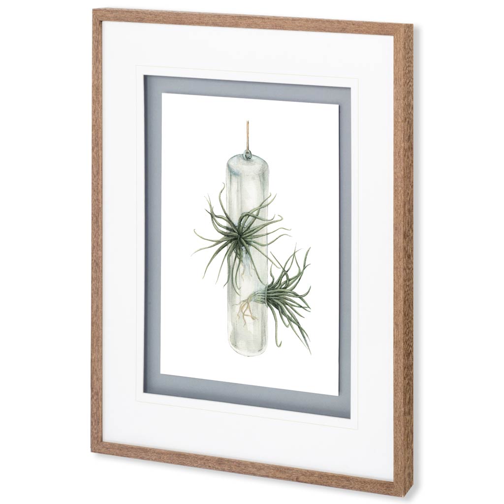 Air Plant 5 by Harvey, Brenna a Framed Art Print Matted under Glass from Mercana - Luna Furniture