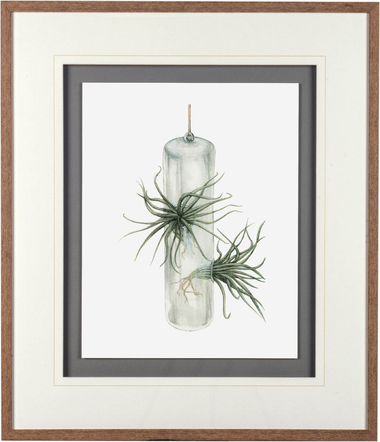 Air Plant 5 by Harvey, Brenna a Framed Art Print Matted under Glass from Mercana - Luna Furniture