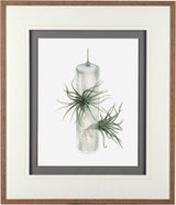 Air Plant 5 by Harvey, Brenna a Framed Art Print Matted under Glass from Mercana - Luna Furniture