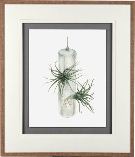 Air Plant 5 by Harvey, Brenna a Framed Art Print Matted under Glass from Mercana - Luna Furniture