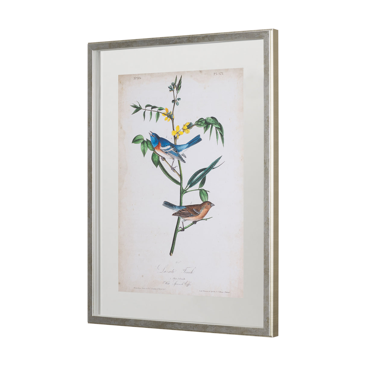 Delicate Bird and Botanical IV by John James Audubon a Framed Art Print Matted under Glass from Mercana - Luna Furniture