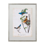 Custom Blue Song Grosbeak (MC) by Audubon a Framed Art Print Matted under Glass from Mercana - Luna Furniture