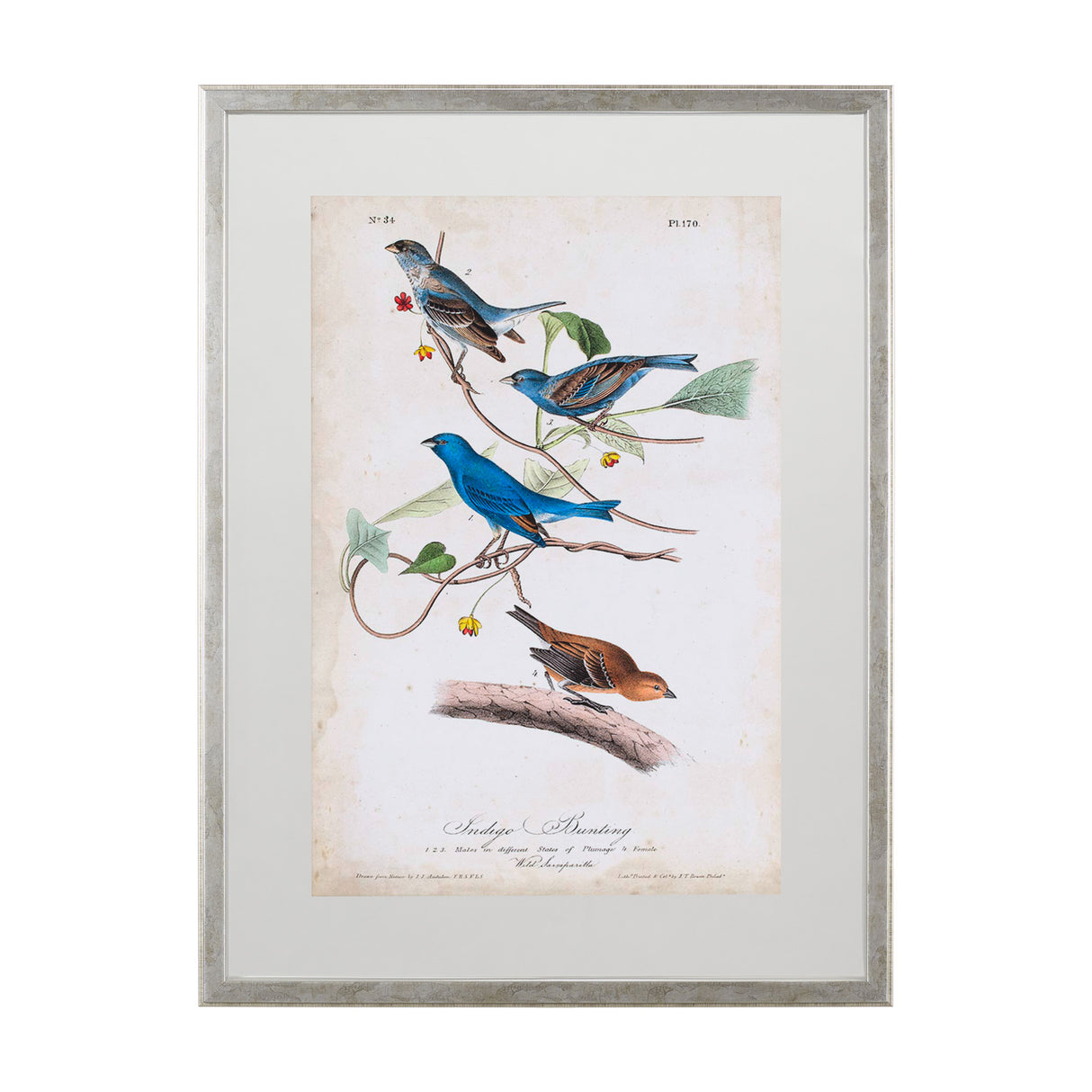 Custom Indigo Bunting (MC) by Audubon a Framed Art Print Matted under Glass from Mercana - Luna Furniture