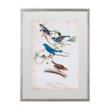 Custom Indigo Bunting (MC) by Audubon a Framed Art Print Matted under Glass from Mercana - Luna Furniture