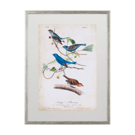Custom Indigo Bunting (MC) by Audubon a Framed Art Print Matted under Glass from Mercana - Luna Furniture
