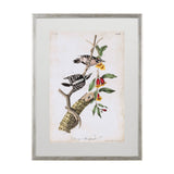 Downy Woodpecker by John James Audubon a Framed Art Print Matted under Glass from Mercana - Luna Furniture