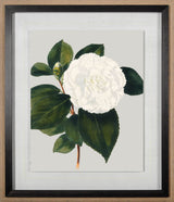Camellia Japonica II by Vision Studio Hand Embellished Textured Framed Art Print Matted under Glass from Mercana - Luna Furniture