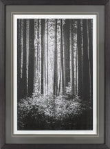 Lowland Winter Forest No 13, Tiger Mountain by Bisig, Steve a Framed Photo Art Print Matted under Gl from Mercana - Luna Furniture