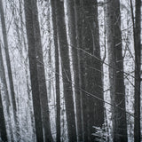 Lowland Winter Forest No 13, Tiger Mountain by Bisig, Steve a Framed Photo Art Print Matted under Gl from Mercana - Luna Furniture