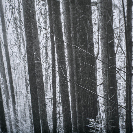 Lowland Winter Forest No 13, Tiger Mountain by Bisig, Steve a Framed Photo Art Print Matted under Gl from Mercana - Luna Furniture