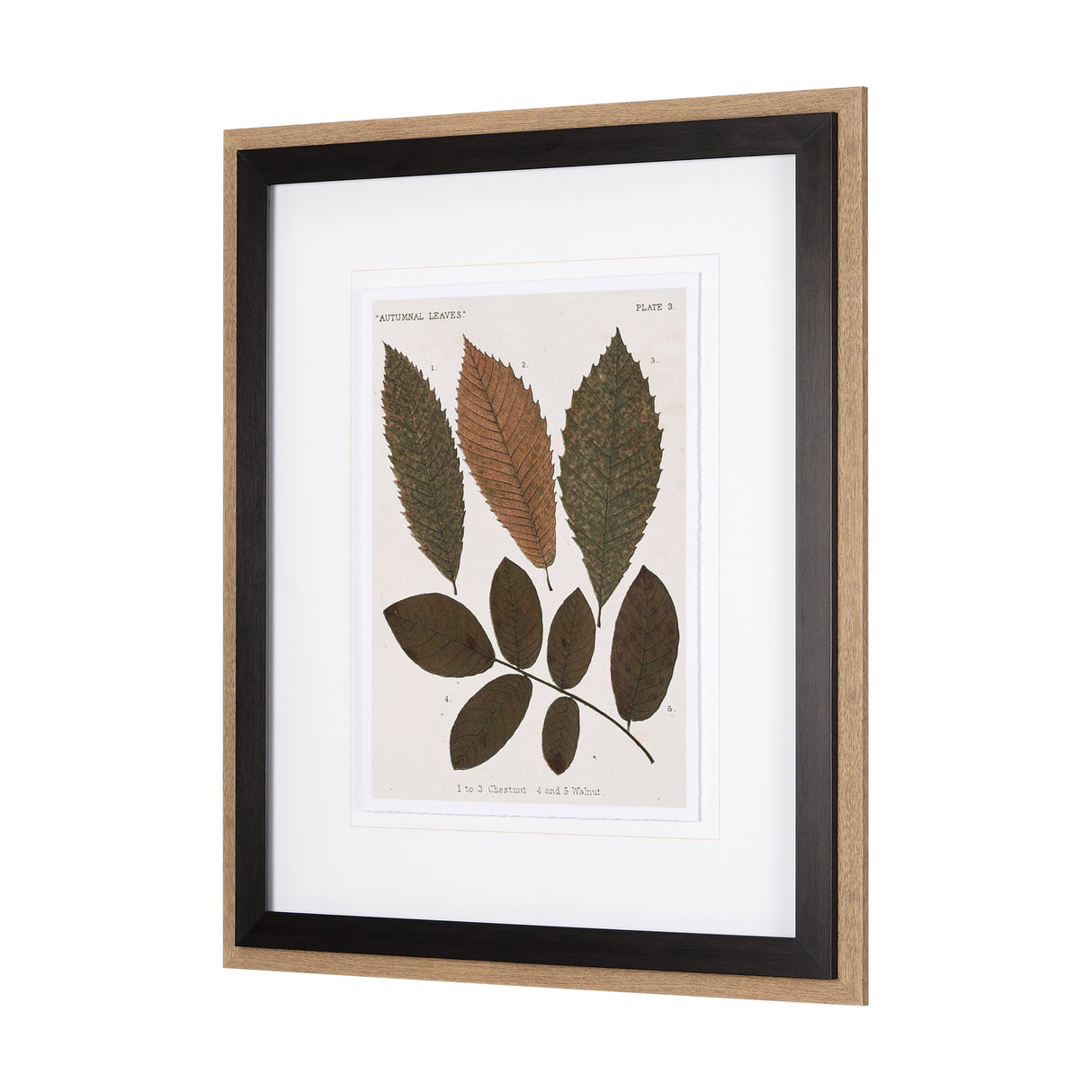 Autumnal Leaves I by Vision Studio a Framed Art Print Matted under Glass from Mercana - Luna Furniture