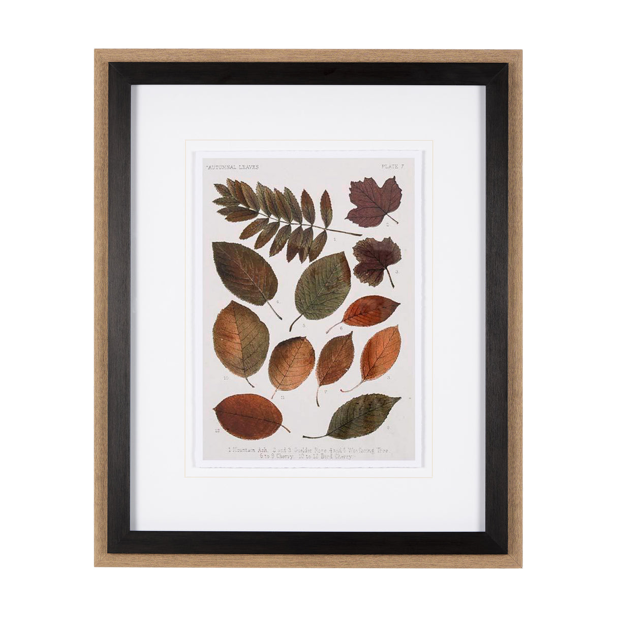 Autumnal Leaves II by Vision Studio a Framed Art Print Matted under Glass from Mercana - Luna Furniture