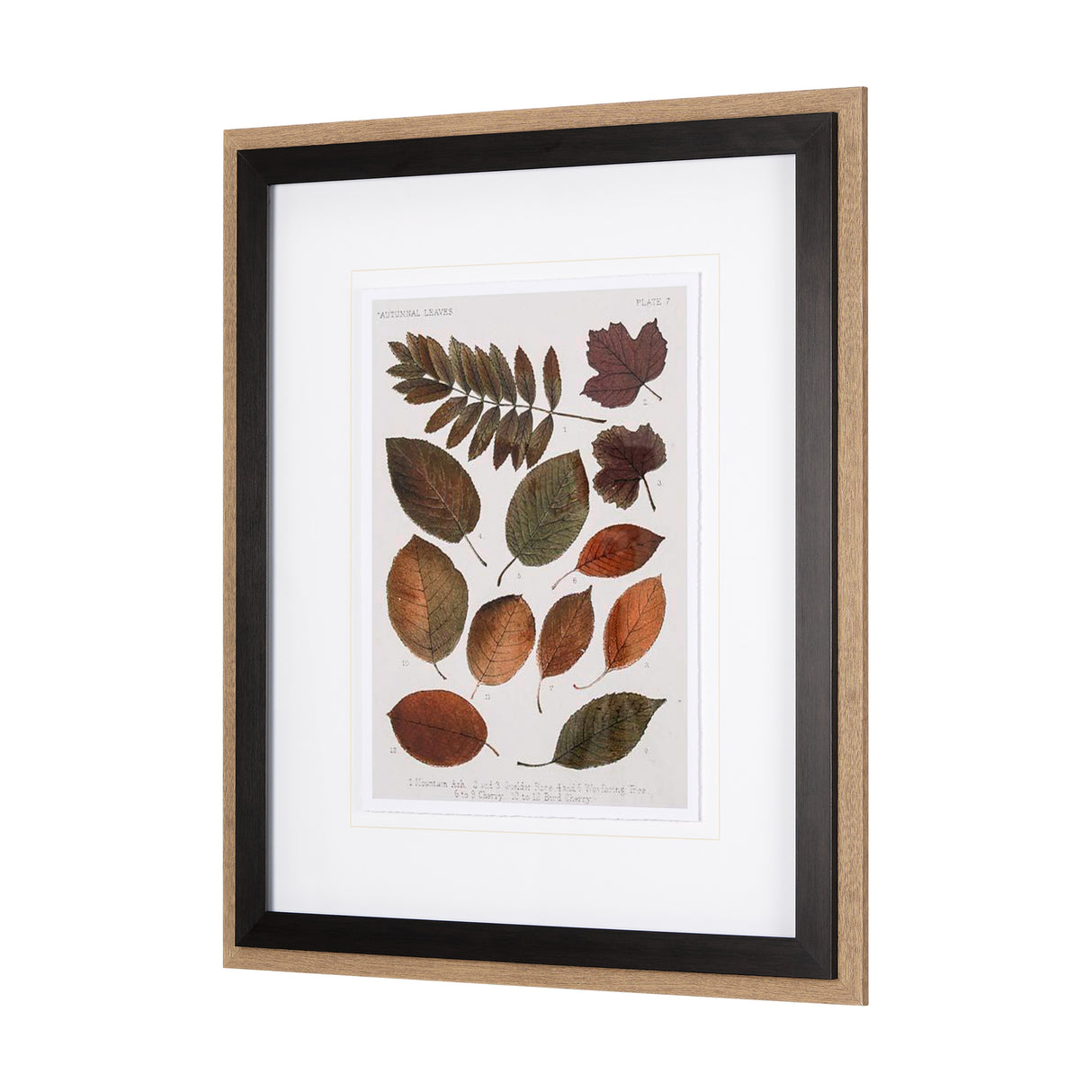 Autumnal Leaves II by Vision Studio a Framed Art Print Matted under Glass from Mercana - Luna Furniture