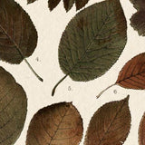 Autumnal Leaves II by Vision Studio a Framed Art Print Matted under Glass from Mercana - Luna Furniture