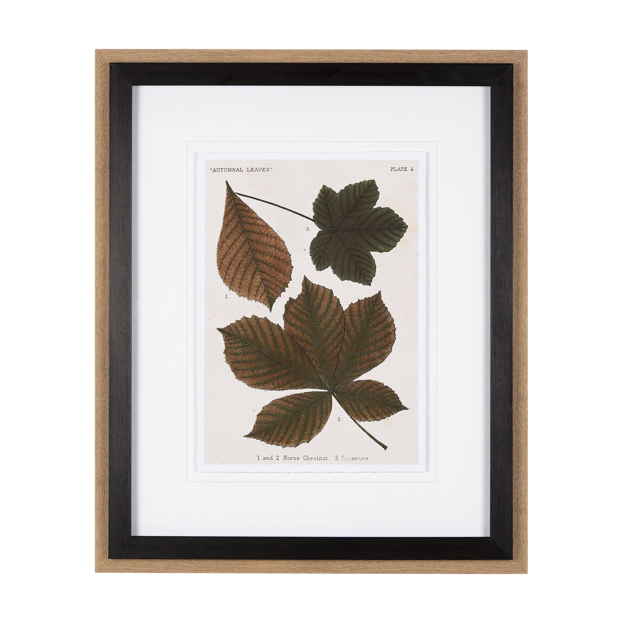 Autumnal Leaves III by Vision Studio a Framed Art Print Matted under Glass from Mercana - Luna Furniture