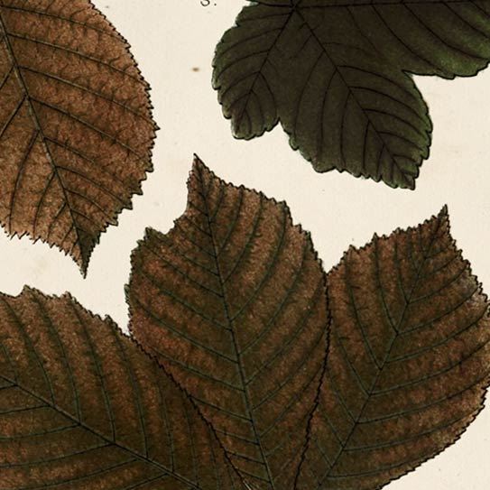 Autumnal Leaves III by Vision Studio a Framed Art Print Matted under Glass from Mercana - Luna Furniture