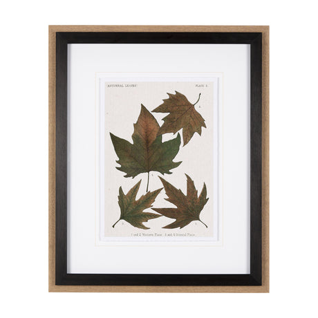 Autumnal Leaves IV by Vision Studio a Framed Art Print Matted under Glass from Mercana - Luna Furniture