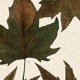 Autumnal Leaves IV by Vision Studio a Framed Art Print Matted under Glass from Mercana - Luna Furniture
