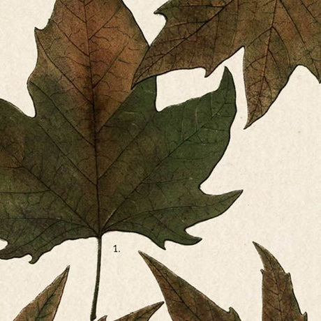Autumnal Leaves IV by Vision Studio a Framed Art Print Matted under Glass from Mercana - Luna Furniture