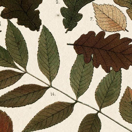 Autumnal Leaves V by Vision Studio a Framed Art Print Matted under Glass from Mercana - Luna Furniture