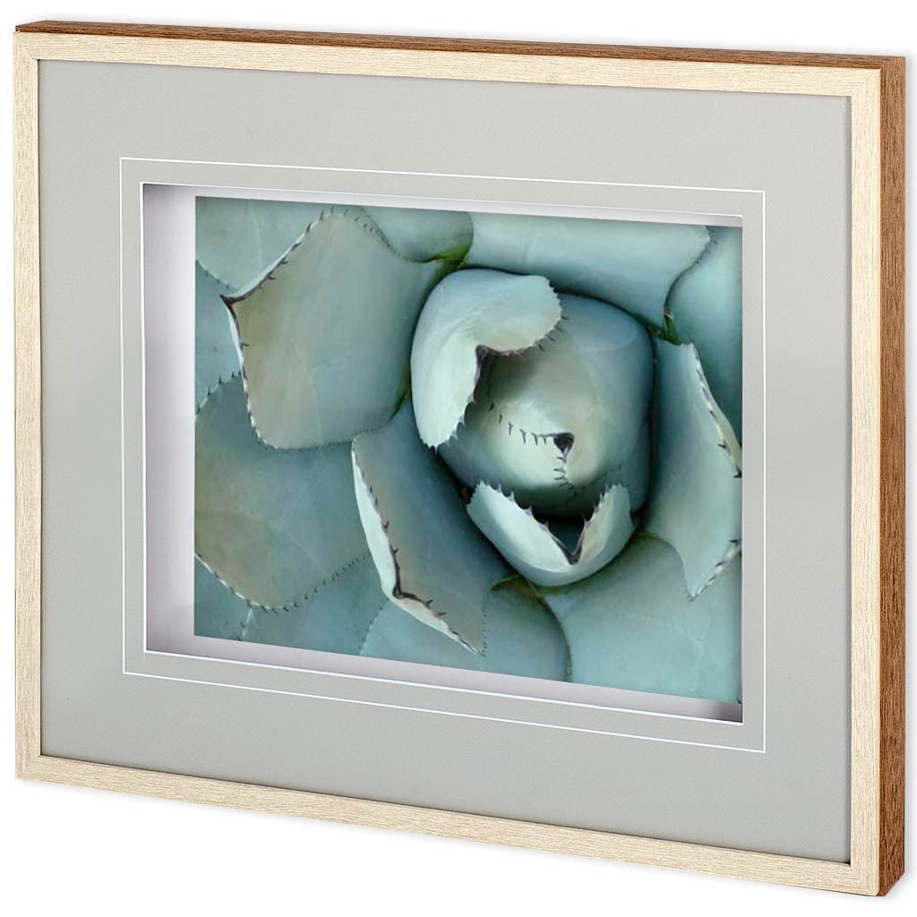 Agave Detail II by Alison Jerry a Framed Photo Art Print Matted under Glass from Mercana - Luna Furniture