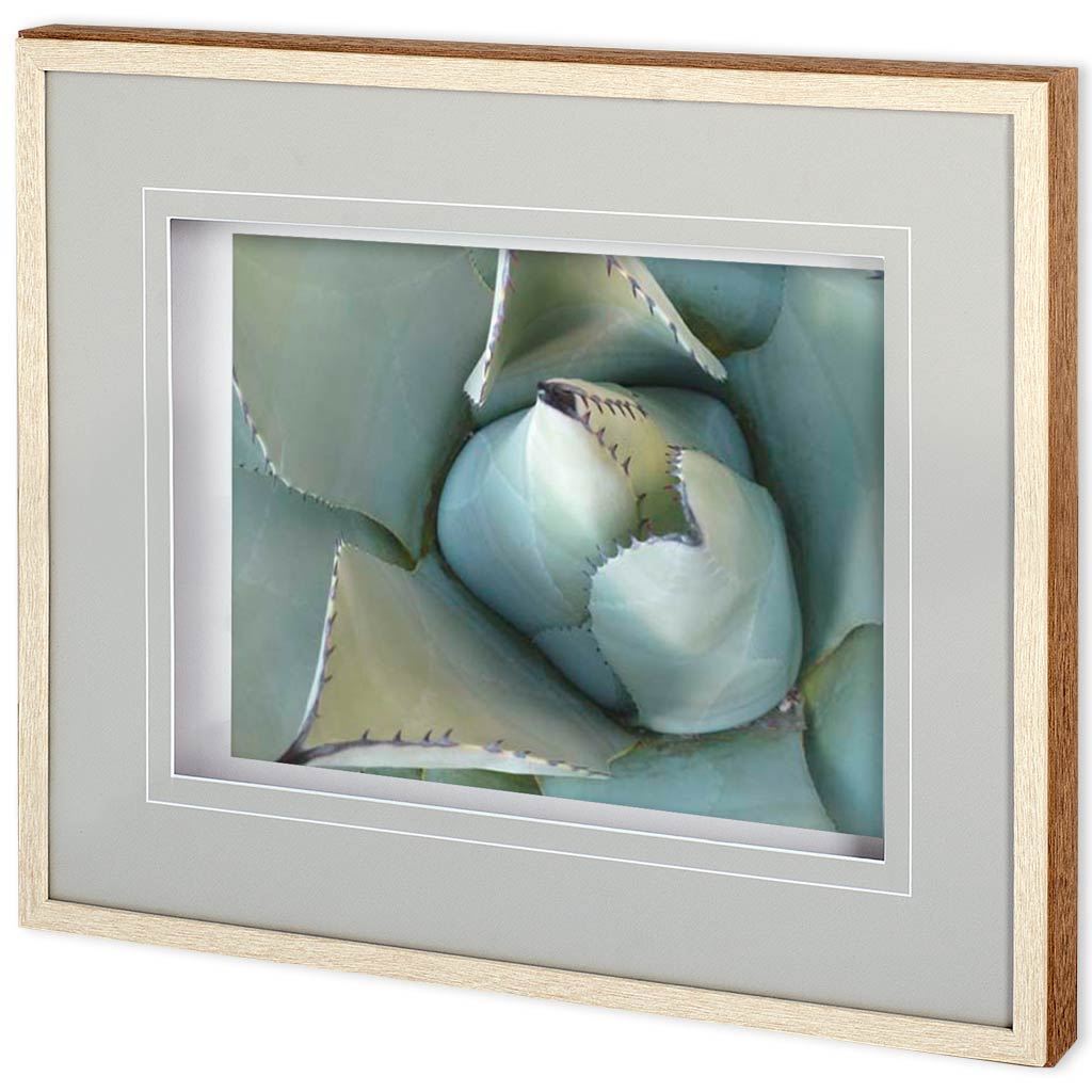 Agave Detail III by Alison Jerry a Framed Photo Art Print Matted under Glass from Mercana - Luna Furniture