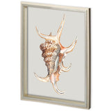 Custom Spider Conch by Maleki, Ferdos a Framed Art Print Matted under Glass from Mercana - Luna Furniture