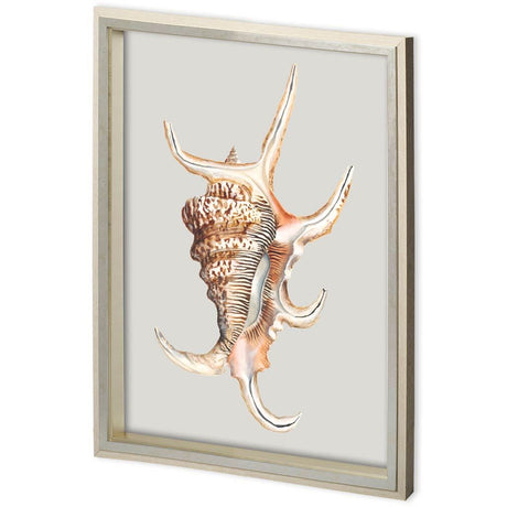 Custom Spider Conch by Maleki, Ferdos a Framed Art Print Matted under Glass from Mercana - Luna Furniture