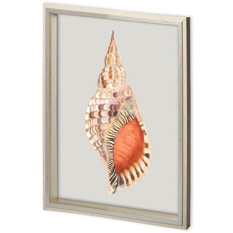Custom Spider Conch by Maleki, Ferdos a Framed Art Print Matted under Glass from Mercana - Luna Furniture