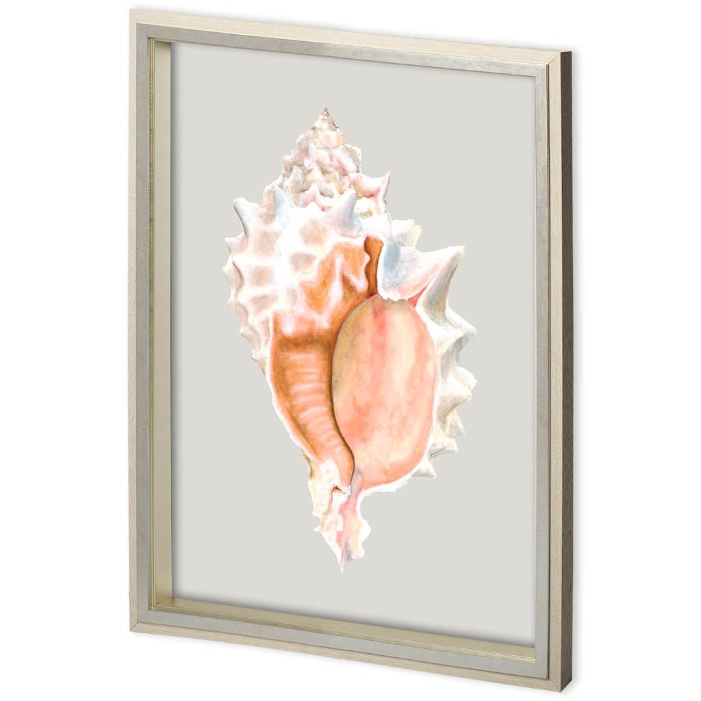 Custom Spider Conch by Maleki, Ferdos a Framed Art Print Matted under Glass from Mercana - Luna Furniture