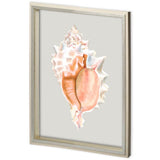 Custom Spider Conch by Maleki, Ferdos a Framed Art Print Matted under Glass from Mercana - Luna Furniture