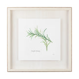 Variegated Rosemary v2 by Chris Paschke a Framed Art Print Matted under Glass from Mercana - Luna Furniture