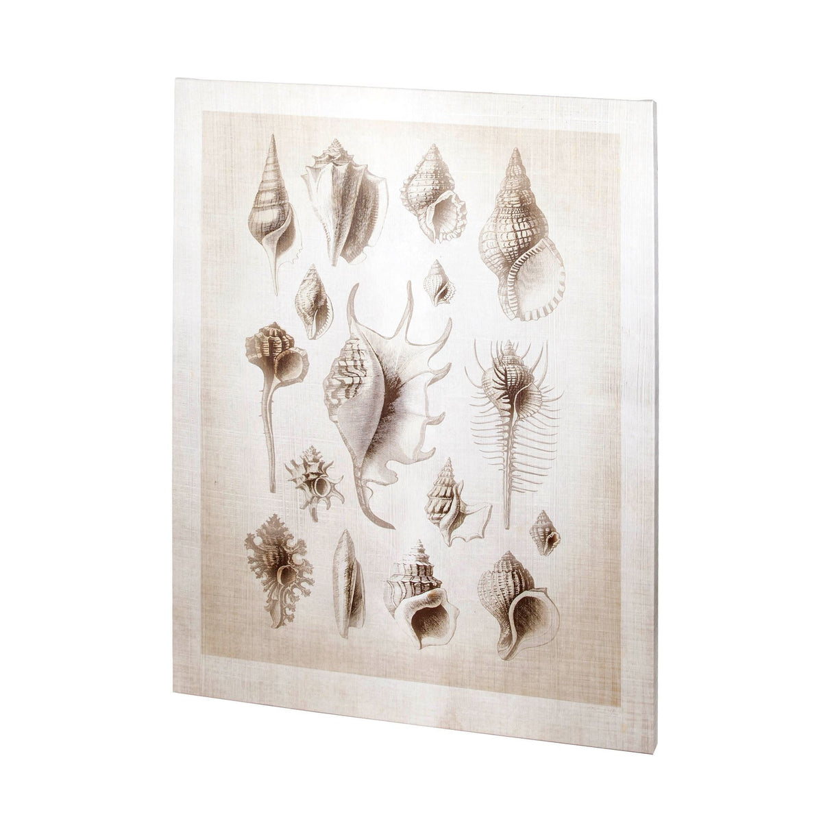 Ocean Shell Collection II by Christopher James a Hand Embellished Textured Canvas from Mercana - Luna Furniture