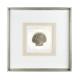 Vintage Scallop Shell by Mercana Studio a Framed Art Print Matted under Glass from Mercana - Luna Furniture