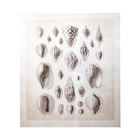 Ocean Shell Collection I by Christopher James a Hand Embellished Textured Canvas from Mercana - Luna Furniture