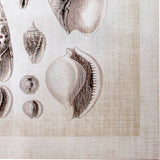 Ocean Shell Collection I by Christopher James a Hand Embellished Textured Canvas from Mercana - Luna Furniture