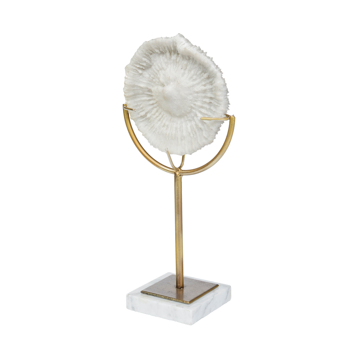 Sandy III (Large) 8L x 4W White Coastal Sand Dollar Object from Mercana - Luna Furniture