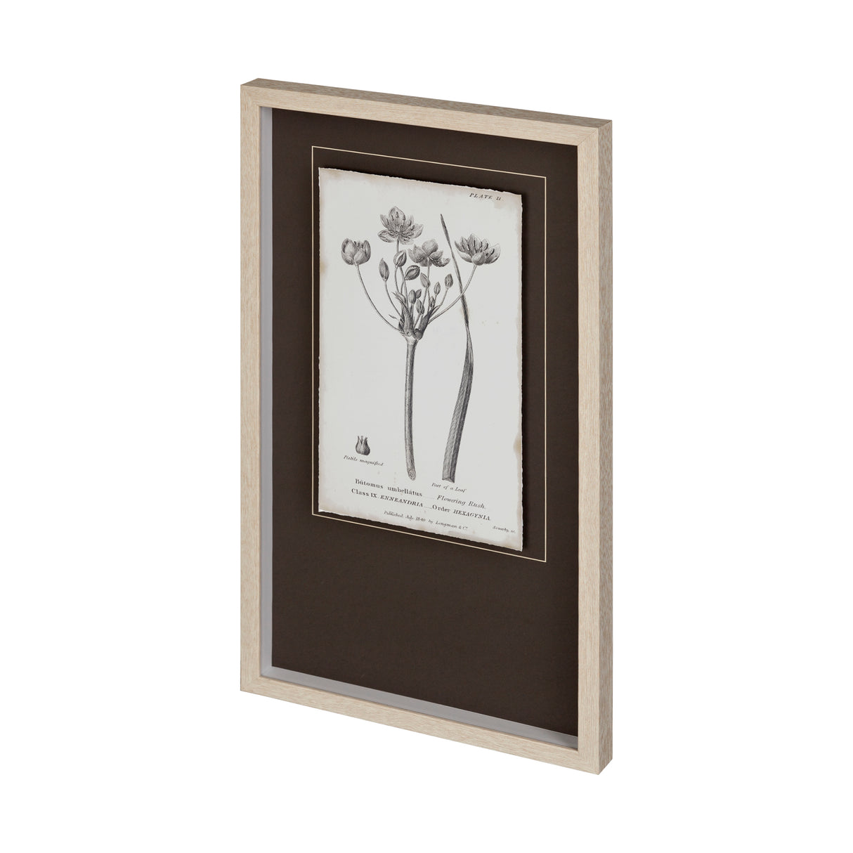 Conversations on Botany II by Mercana Studio Hand Embellished Framed Art Print Matted under Glass from Mercana - Luna Furniture
