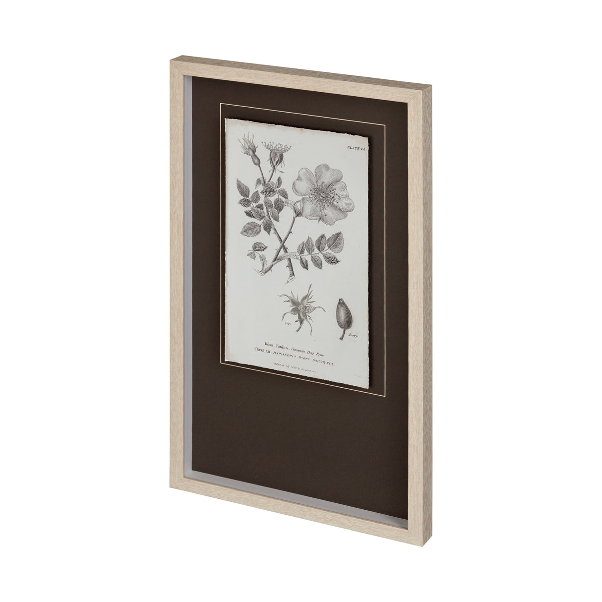 Conversations on Botany IV by Mercana Studio Hand Embellished Framed Art Print Matted under Glass from Mercana - Luna Furniture