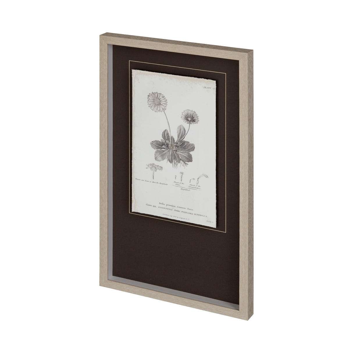 Conversations on Botany IX by Mercana Studio Hand Embellished Framed Art Print Matted under Glass from Mercana - Luna Furniture