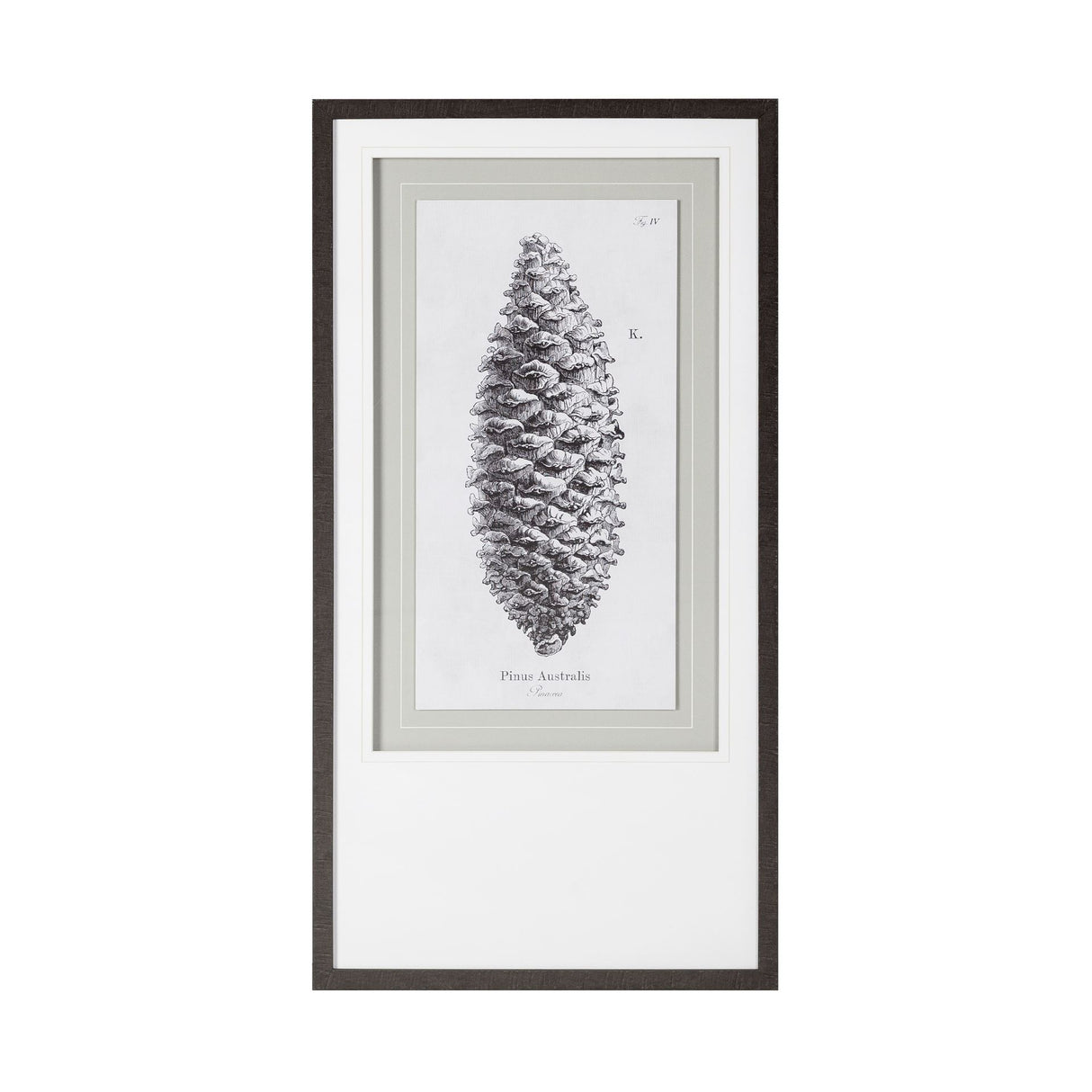 Pinus Australis by Maria Mendez a Framed Art Print Matted under Glass from Mercana - Luna Furniture