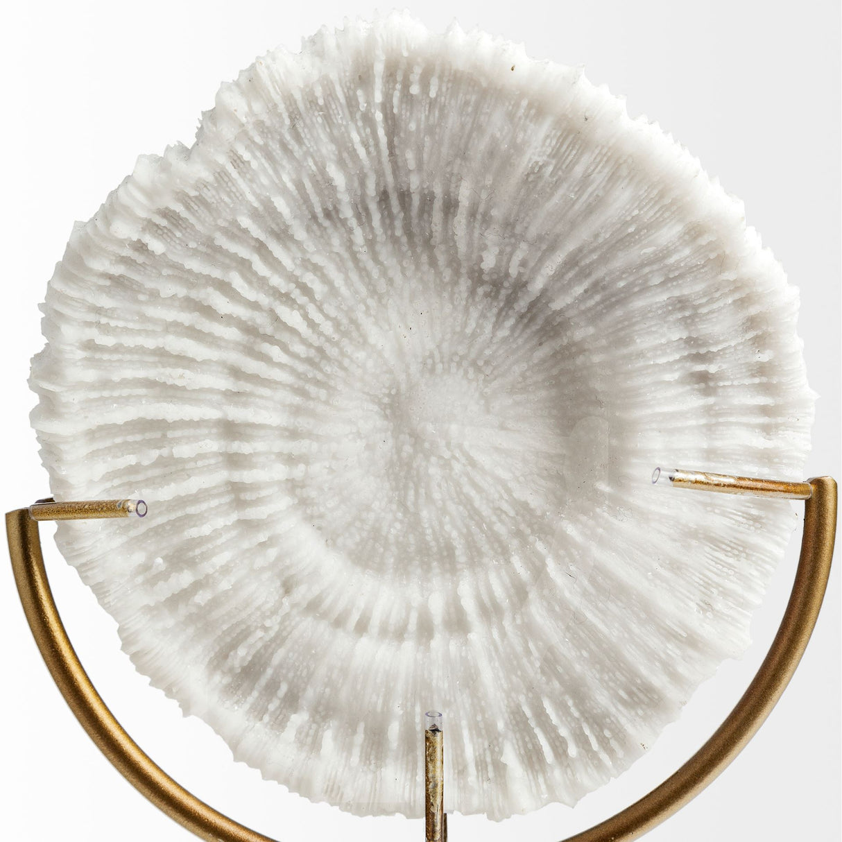 Sandy II (Medium) 6L x 3W White Coastal Sand Dollar Object from Mercana - Luna Furniture