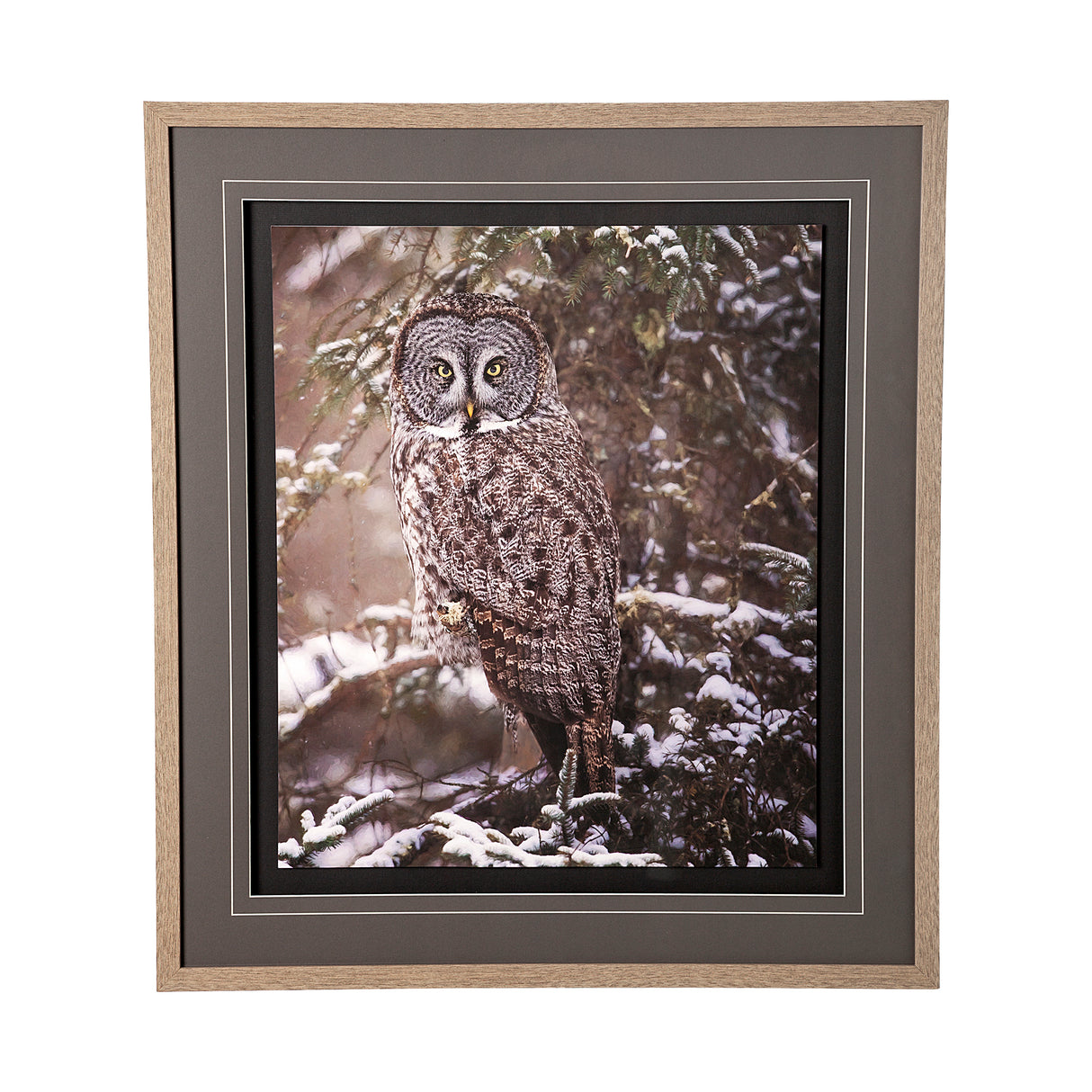 Owl in the Snow by PHBurchett a Framed Photo Art Print Matted under Glass from Mercana - Luna Furniture
