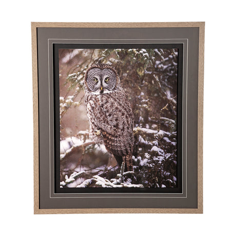 Owl in the Snow by PHBurchett a Framed Photo Art Print Matted under Glass from Mercana - Luna Furniture