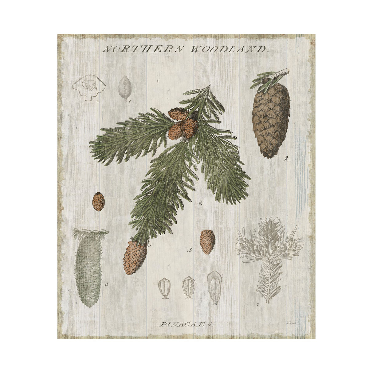 Woodland Chart V by Sue Schlabach a Hand Embellished Textured Canvas from Mercana - Luna Furniture