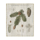 Woodland Chart V by Sue Schlabach a Hand Embellished Textured Canvas from Mercana - Luna Furniture