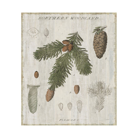 Woodland Chart V by Sue Schlabach a Hand Embellished Textured Canvas from Mercana - Luna Furniture