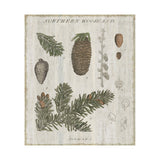 Woodland Chart IV by Sue Schlabach a Hand Embellished Textured Canvas from Mercana - Luna Furniture